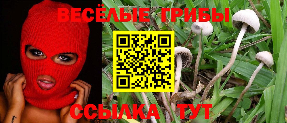 Тамбов  Псилоцибиновые грибы прущие грибы  Вход с VPN 
